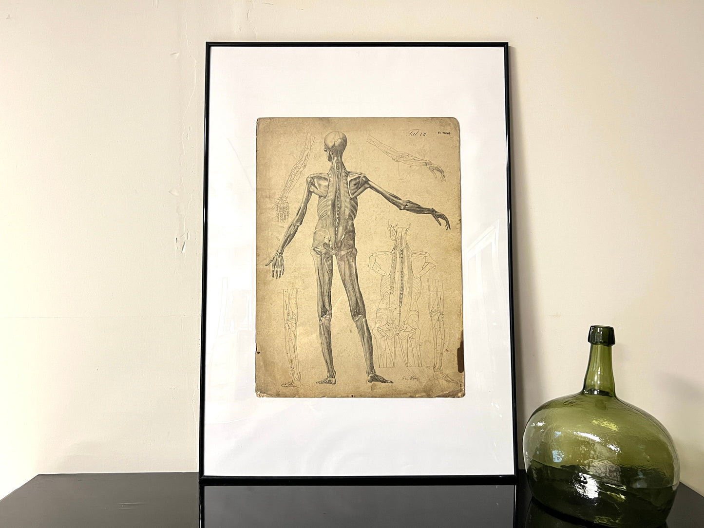 Dr Munz Fecit, A 19th Century Anatomical Etching