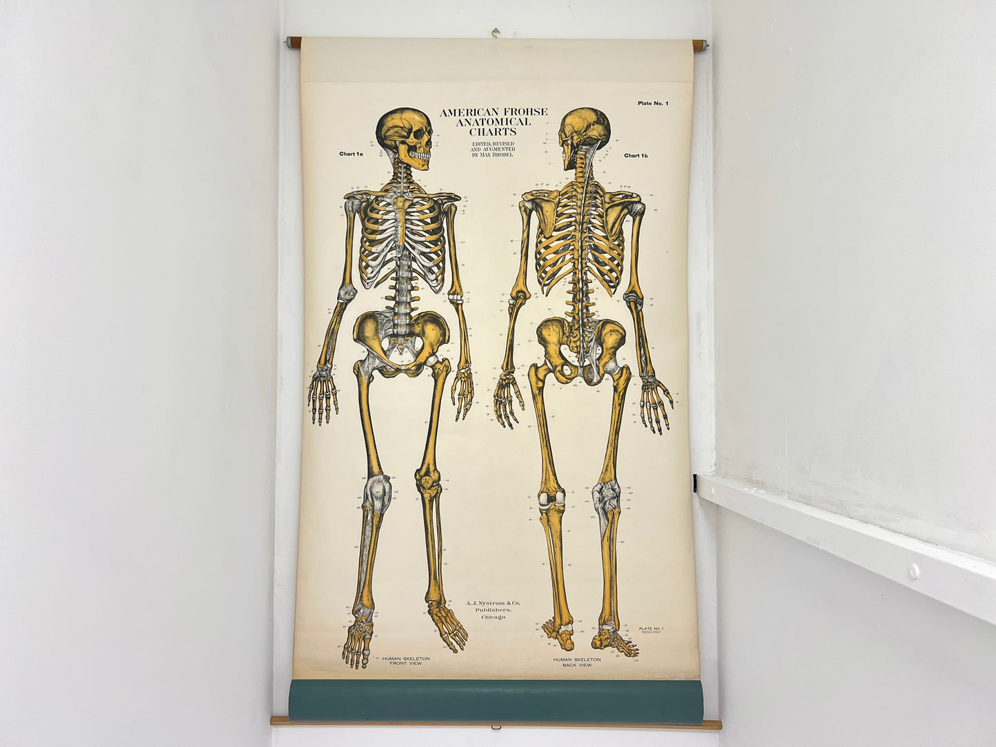 AJ Nystrom & Co. American Frohse Anatomical Chart