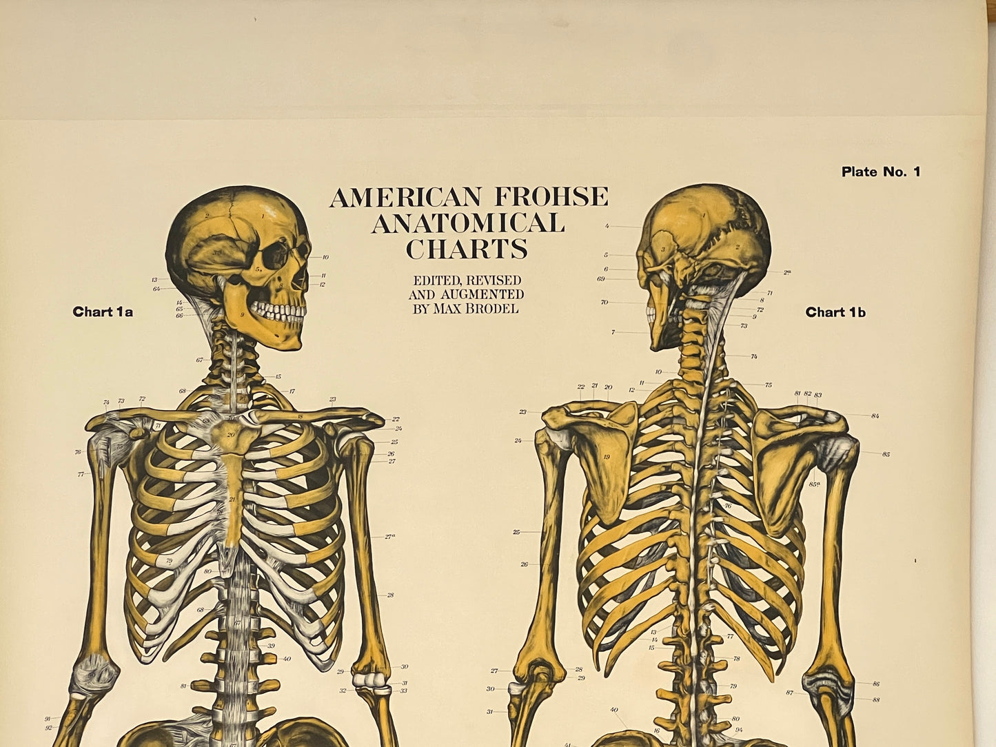 AJ Nystrom & Co. American Frohse Anatomical Chart