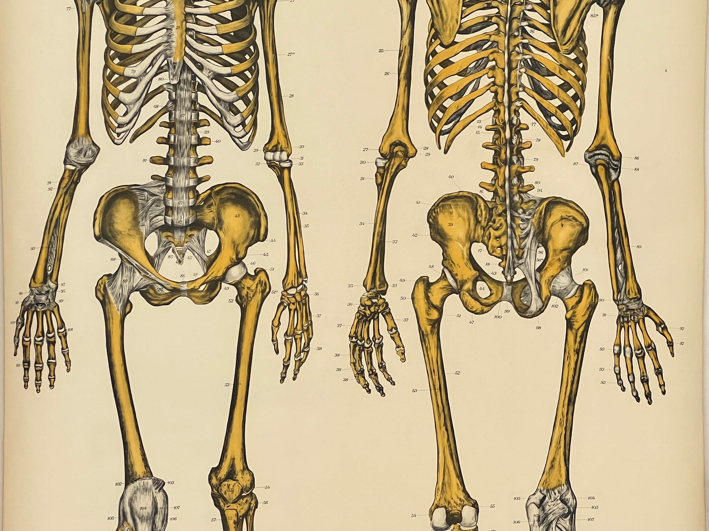 AJ Nystrom & Co. American Frohse Anatomical Chart