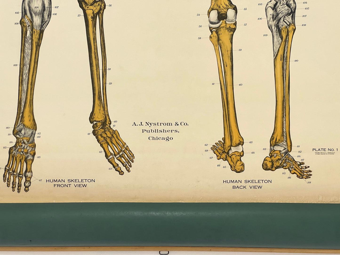 AJ Nystrom & Co. American Frohse Anatomical Chart