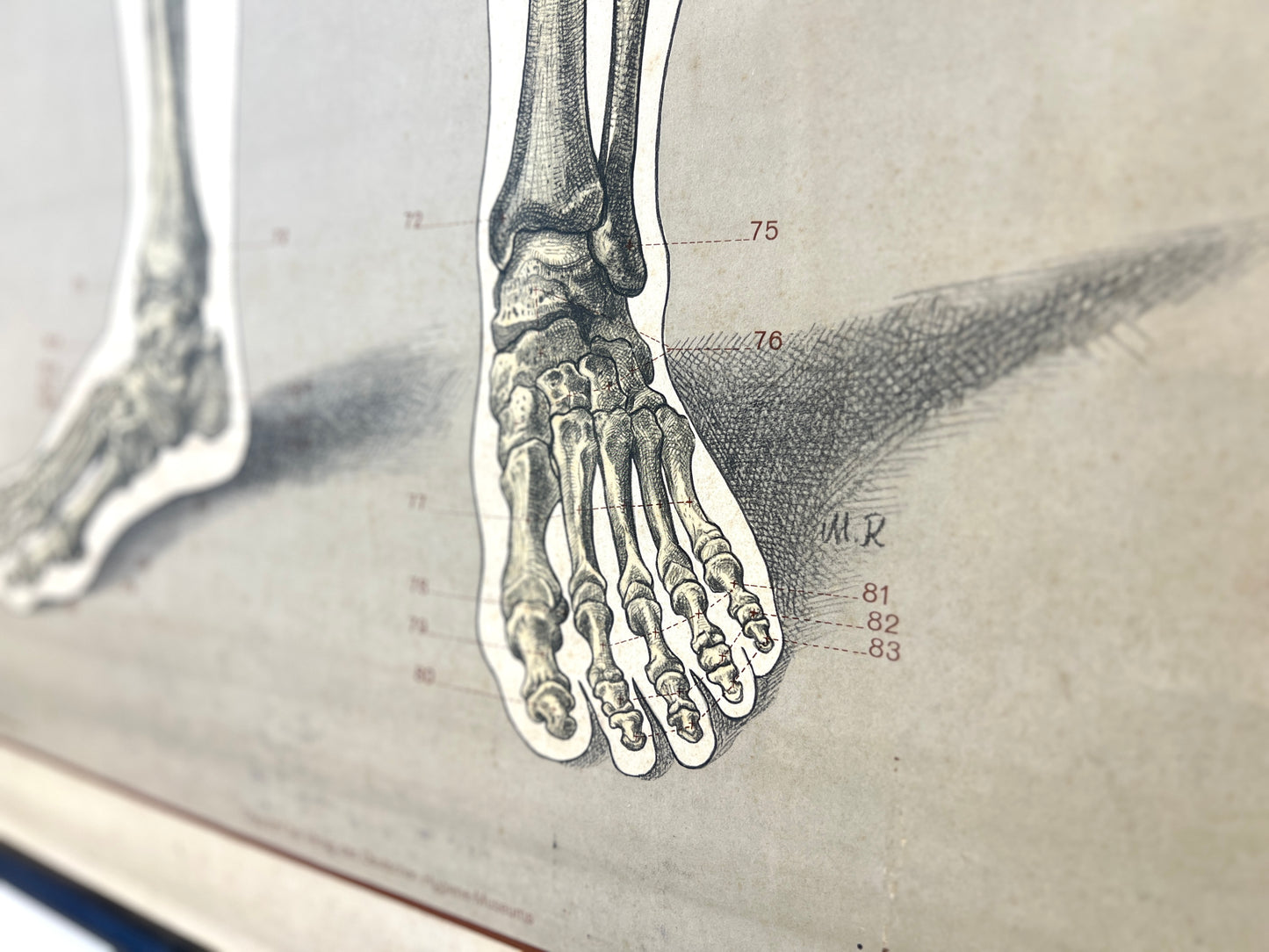 Deutsches Hygiene-Museum, Life Size Skeleton Anatomical Poster