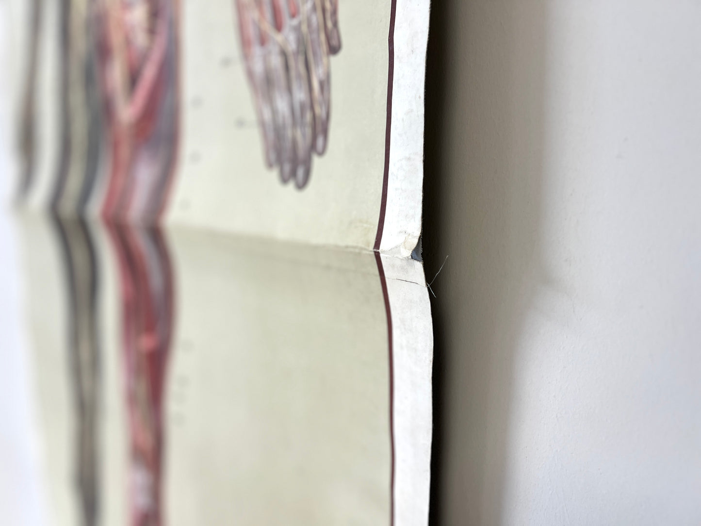 Deutsches Hygiene-Museum, Life Size Nervous System Anatomical Poster