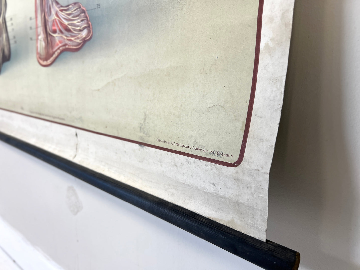 Deutsches Hygiene-Museum, Life Size Nervous System Anatomical Poster