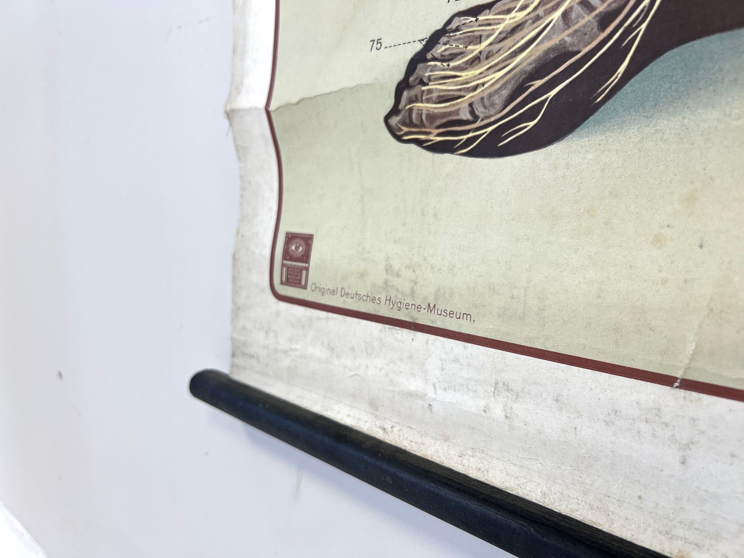 Deutsches Hygiene-Museum, Life Size Nervous System Anatomical Poster