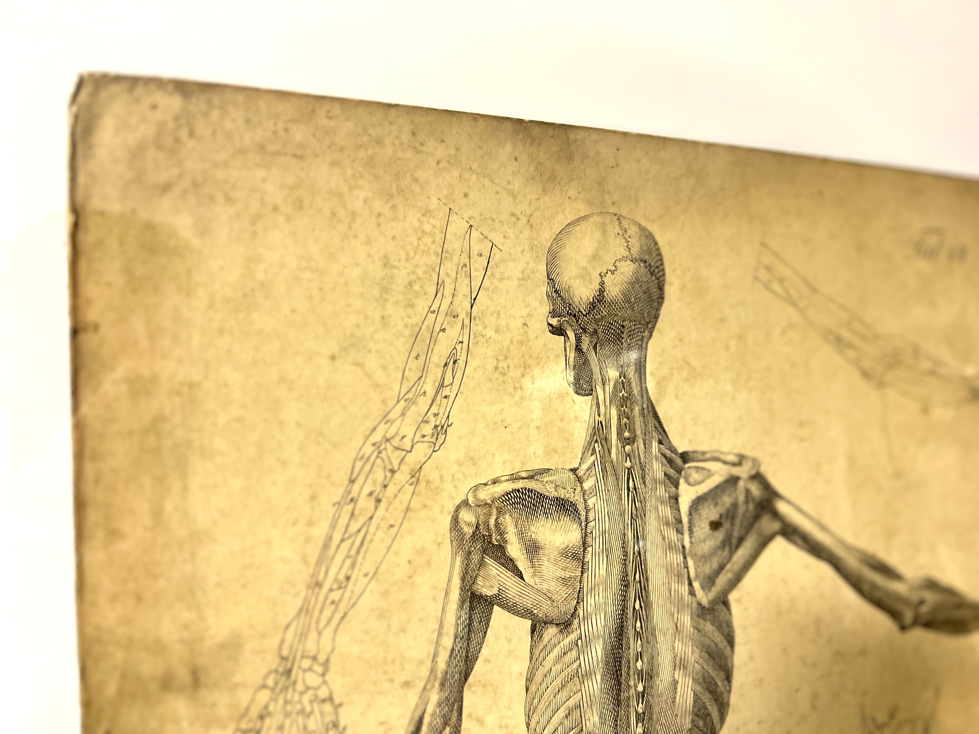 Dr Munz Fecit, A 19th Century Anatomical Etching