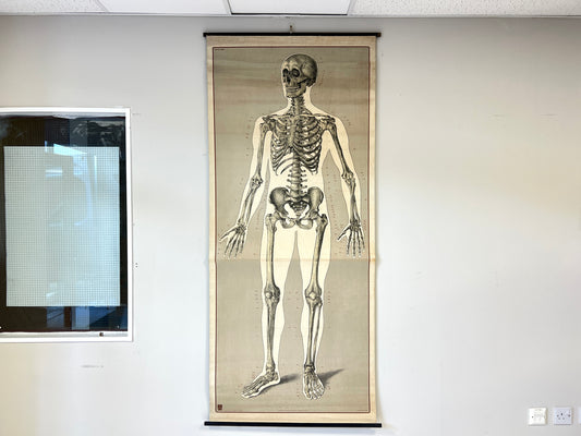 Deutsches Hygiene-Museum, Life Size Skeleton Anatomical Poster