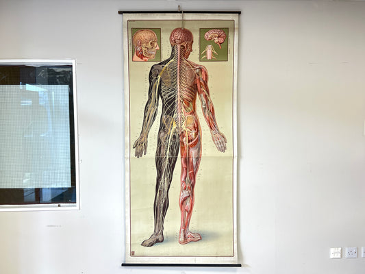 Deutsches Hygiene-Museum, Life Size Nervous System Anatomical Poster
