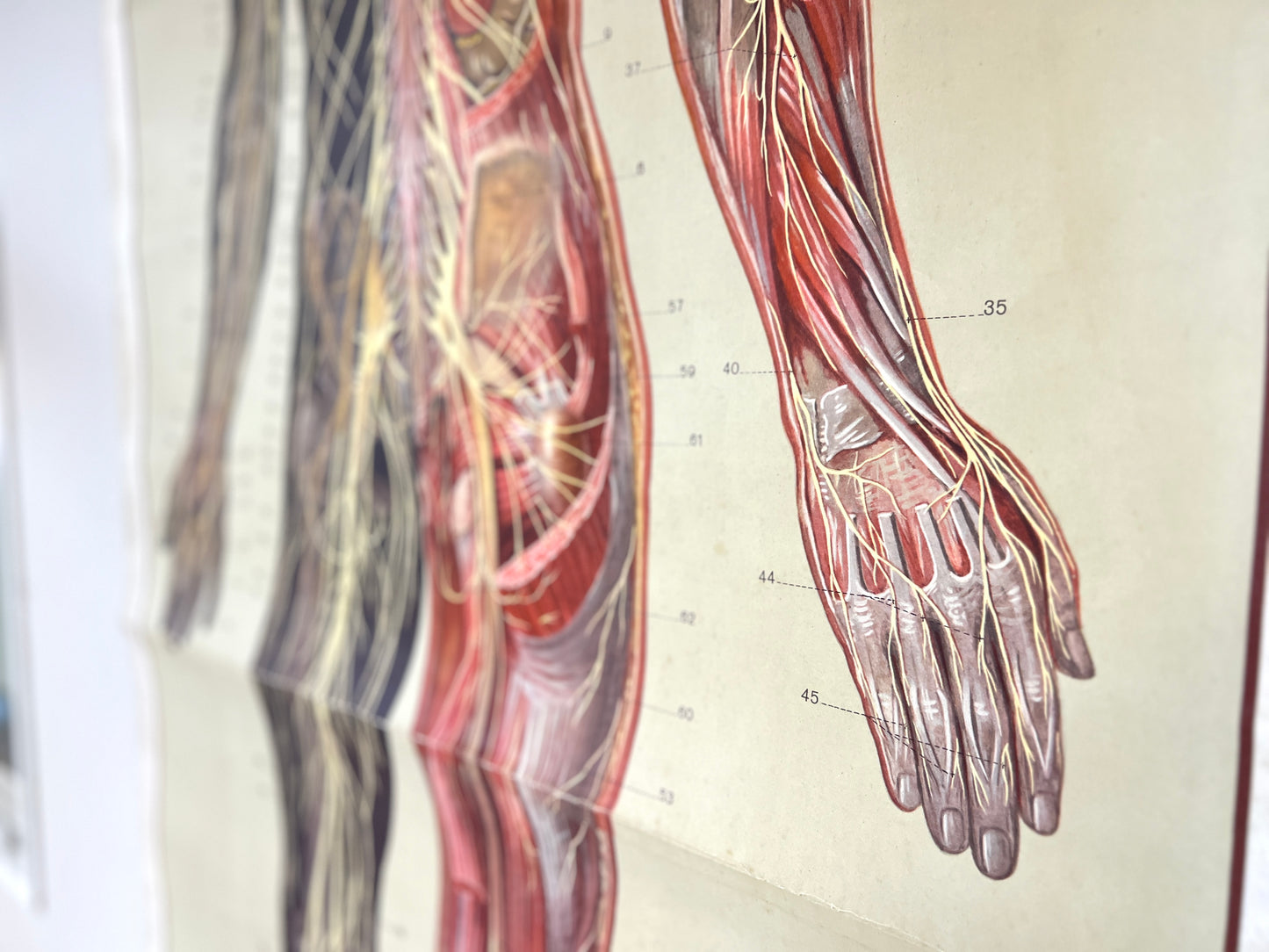 Deutsches Hygiene-Museum, Life Size Nervous System Anatomical Poster
