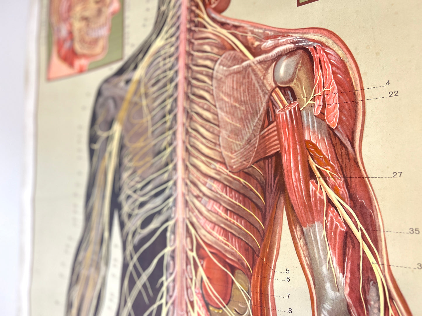 Deutsches Hygiene-Museum, Life Size Nervous System Anatomical Poster
