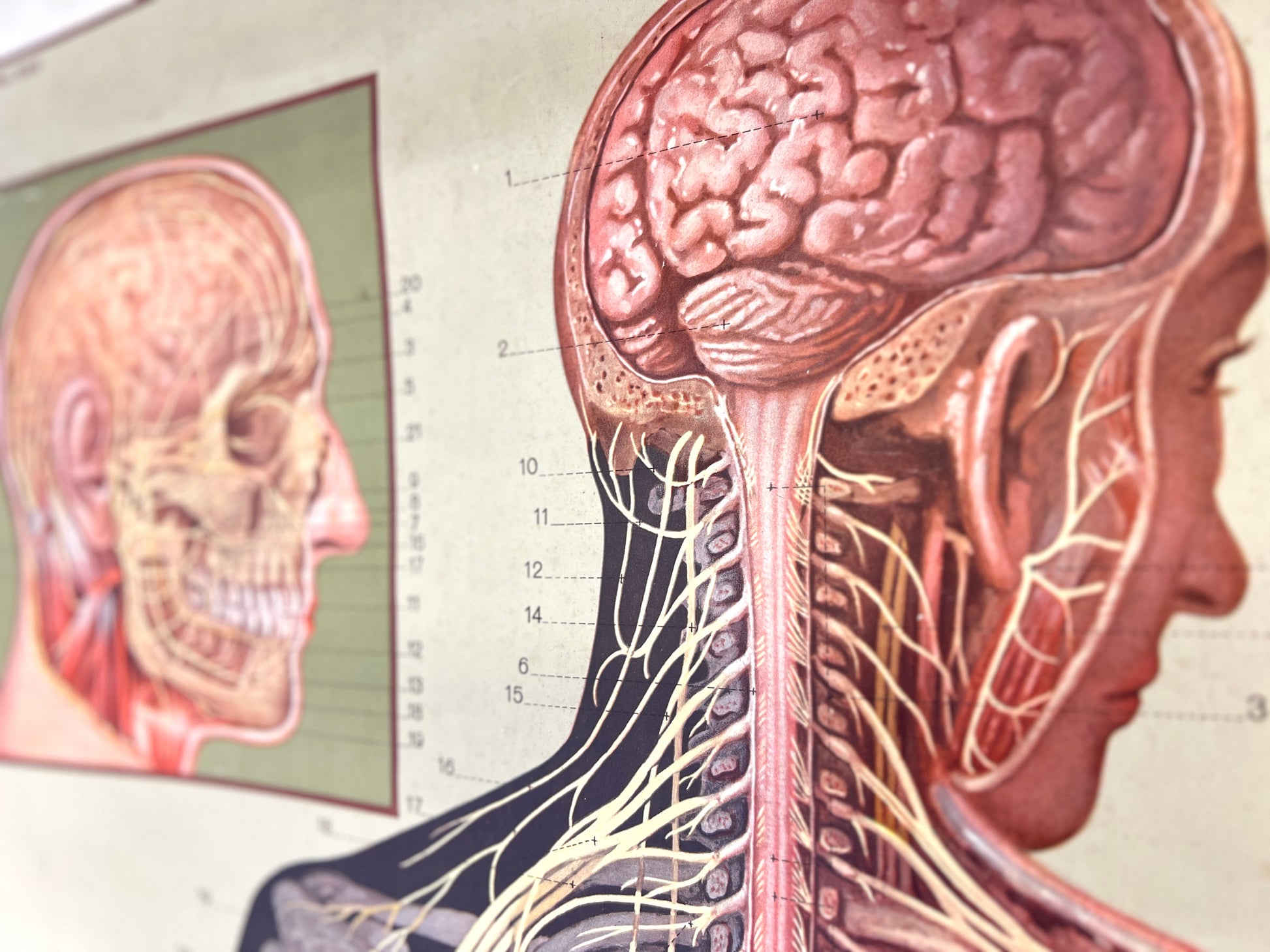 Deutsches Hygiene-Museum, Life Size Nervous System Anatomical Poster
